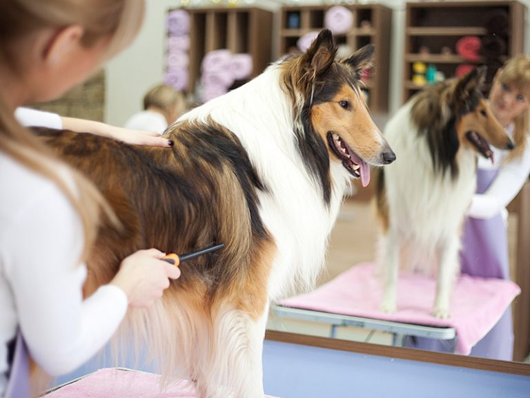 Pet Grooming The Pink Poodle Spa Boutique & Bakery